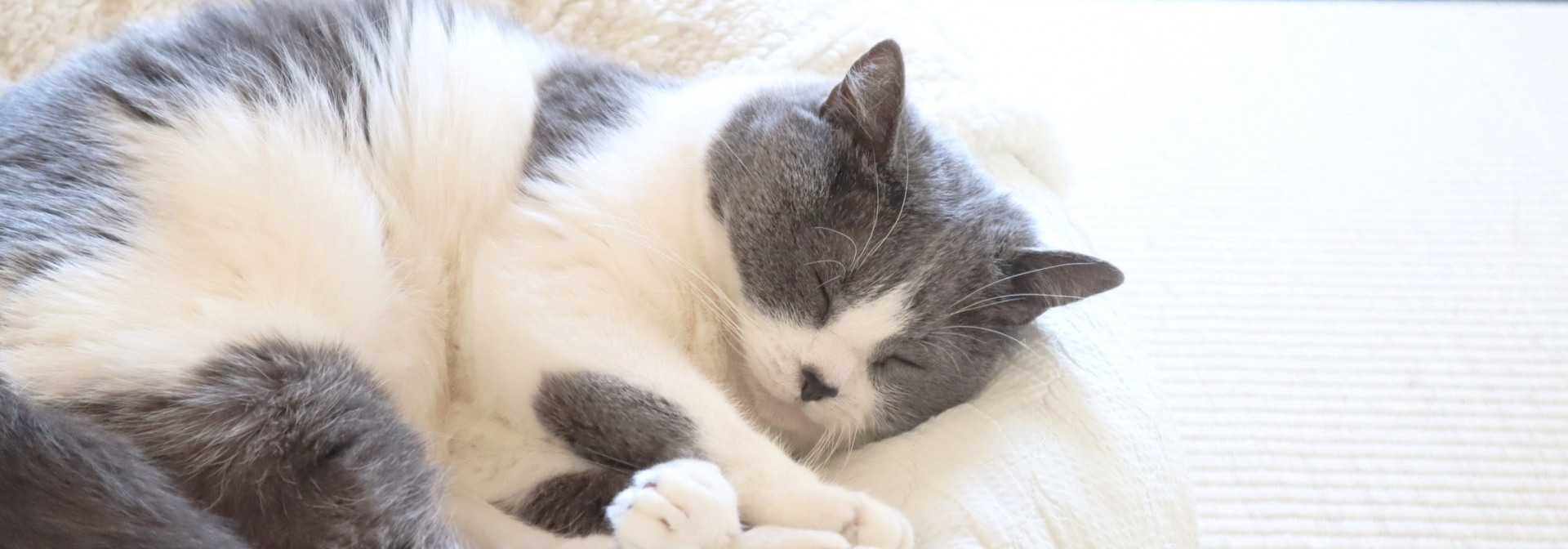 メイン猫
