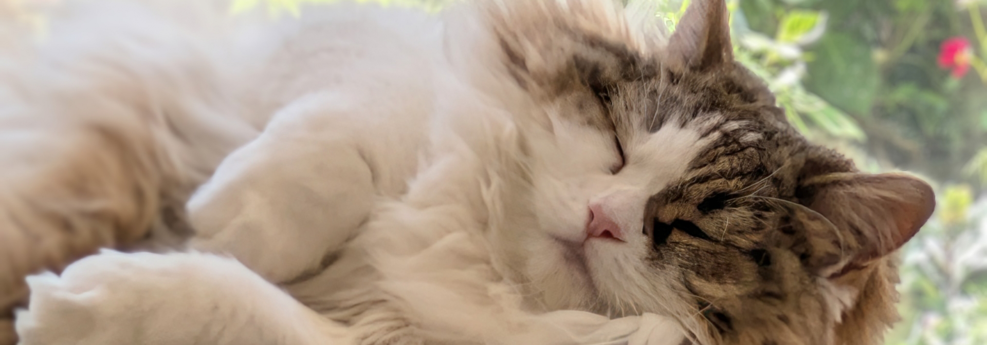 メイン猫