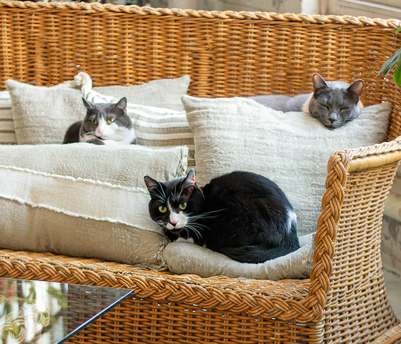 cats