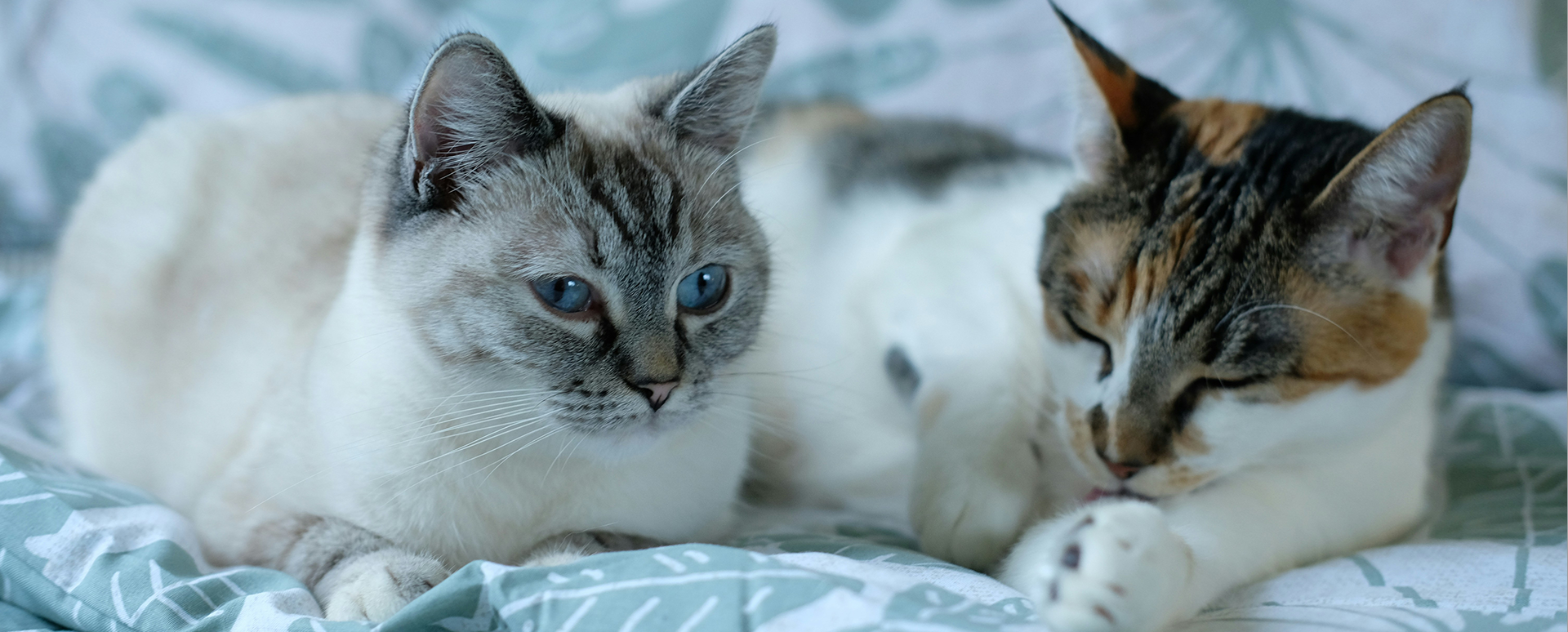 メイン猫2