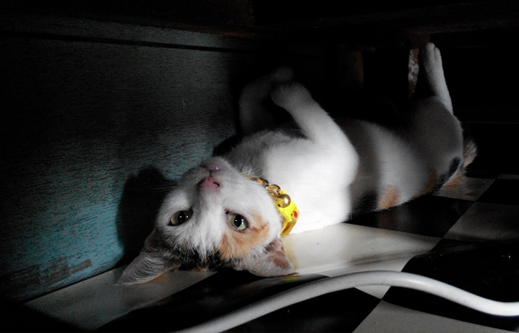 夜猫