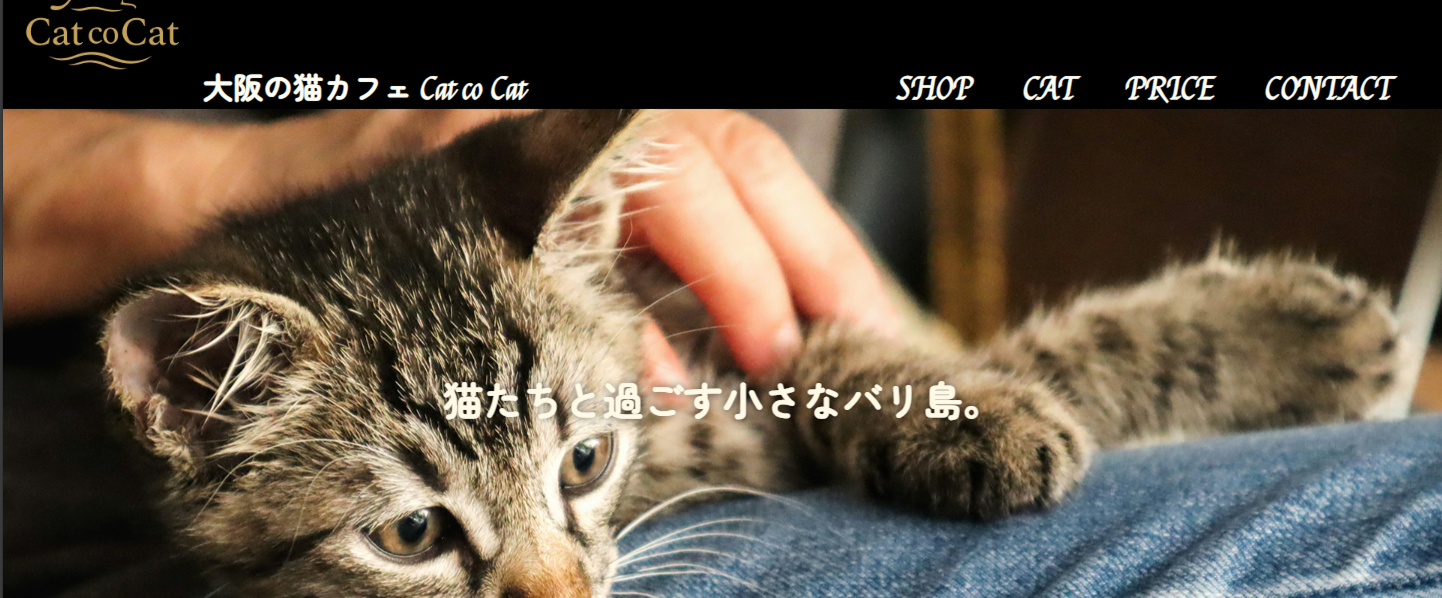 cat-co-cat